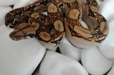 Boas kaufen und verkaufen Foto: boa imperator Salvador "nowa linia"