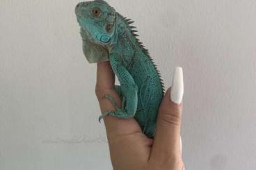 Lizards kaufen und verkaufen Photo: Iguana Iguana RARE BLUE 0.0.1