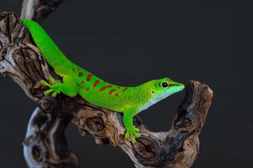 Geckos kaufen und verkaufen Photo: Phelsuma grandis Jungtiere
