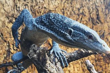 Warane kaufen und verkaufen Foto: 1,0 Varanus macraei / 1,0 Varanus prasinus