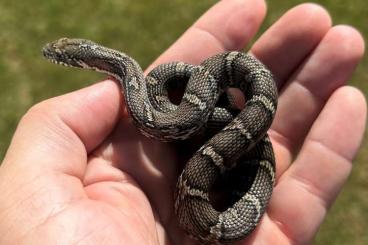 Snakes kaufen und verkaufen Photo: Elaphe dione Mozdok, Elaphe schrencki