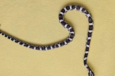 Snakes kaufen und verkaufen Photo: Pantherophis guttatus for Hamm