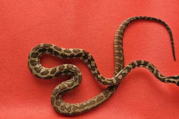 Pythons kaufen und verkaufen Photo: Morelia spilota variegata (ex harrisoni) 