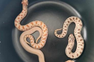 Snakes kaufen und verkaufen Photo: Heterodon nasicus NZ24 abzugeben