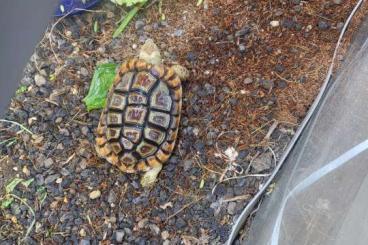 Schildkröten  kaufen und verkaufen Foto: Homopus areolatus Männchen