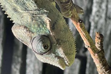 Chamaeleons kaufen und verkaufen Photo: Furcifer pardalis abzugeben