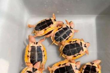 Schildkröten  kaufen und verkaufen Foto: Cuora Mccordi & Aurocapitata turtles available
