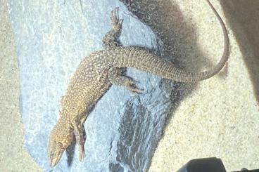 Warane kaufen und verkaufen Foto: 1.0 Varanus Primordius 06/24