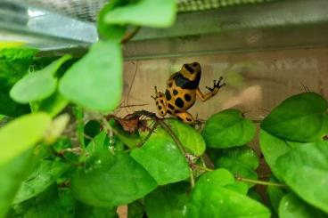 Poison dart frogs kaufen und verkaufen Photo: Dentrobates Leukomelas Pfeilgiftfrösche