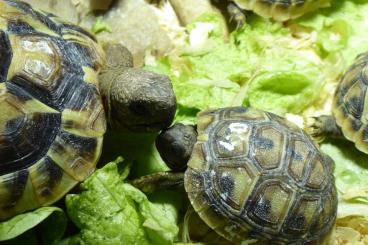 Tortoises kaufen und verkaufen Photo: Griechische Landschildkrötenbabys suchen neues  Zuhause, 2 Tiere 110.-