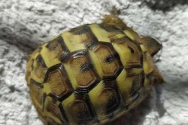 Landschildkröten kaufen und verkaufen Foto: Griechische Landschildkröte