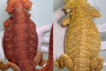 Agamen kaufen und verkaufen Foto: Bartagamen (Pogona Vitticeps) Weibchen 