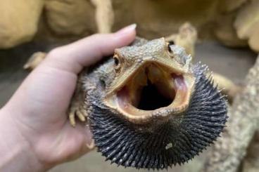 Bearded dragons kaufen und verkaufen Photo: Bartagame (Pogona Barbata) Männchen 