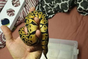 Ball Pythons kaufen und verkaufen Photo: Königspython 1.1 NZ24 Firefly het Axanthic TSK 