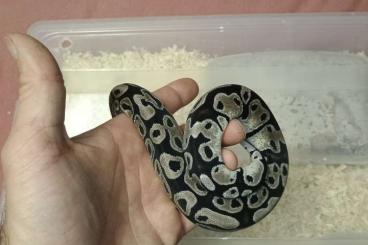 Königspythons kaufen und verkaufen Foto: Königspython 0.2 NZ24 Pastel het Axanthic TSK 