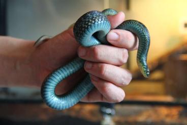 Snakes kaufen und verkaufen Photo: looking for Thamnophis Hamm June