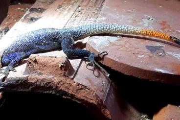 Agama kaufen und verkaufen Photo: Agama Agama / margouillat