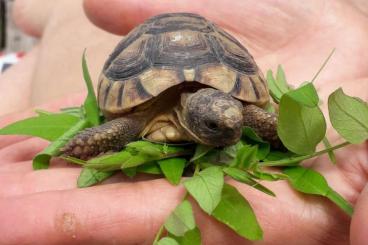 Tortoises kaufen und verkaufen Photo: Breitrandschildkröten (Testudo Marginata) von 2022