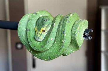 Pythons kaufen und verkaufen Photo: 0.0.1 Morelia Viridis - Kingline/Edinger OC 2024 Pythons kaufen und verkaufen Photo: 0.0.1 Morelia Viridis - Kingline/Edinger OC 2024
