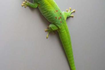 Geckos kaufen und verkaufen Photo: Phelsuma grandis CB mit Rotanteil