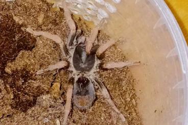 Spiders and Scorpions kaufen und verkaufen Photo: Kochiana brunnipes slings