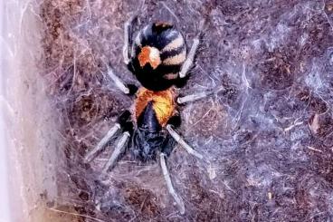 Vogelspinnen kaufen und verkaufen Foto: Cyriocosmus, Kochiana, Acanthoscurria and Psalmopoeus 