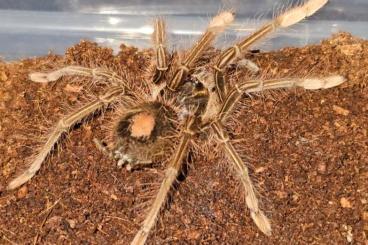 Spiders and Scorpions kaufen und verkaufen Photo: Theraphosa apophysis females