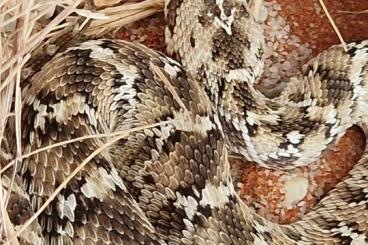 Giftschlangen kaufen und verkaufen Foto: Various venomous snakes for sale Giftschlangen kaufen und verkaufen Foto: Various venomous snakes for sale