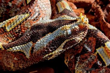 Venomous snakes kaufen und verkaufen Photo: Bitis Nasicornis 0.1 for sale Venomous snakes kaufen und verkaufen Photo: Bitis Nasicornis 0.1 for sale