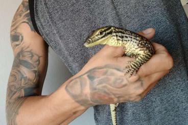 Lizards kaufen und verkaufen Photo: Varanuspanoptes horni baby