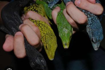 Lizards kaufen und verkaufen Photo: Looking I am looking for a tree monitor 