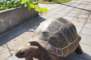 Tortoises kaufen und verkaufen Photo: Aldabrachelys gigantea pair Tortoises kaufen und verkaufen Photo: Aldabrachelys gigantea pair