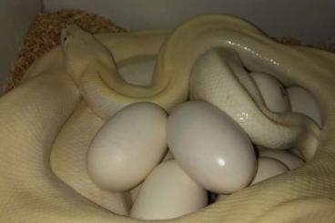 Pythons kaufen und verkaufen Foto: ADULT BURMESE Ivory 100%het champagne granite/Hypo caramel lab