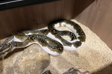 Pythons kaufen und verkaufen Foto: Adult proven pied 66%caramel