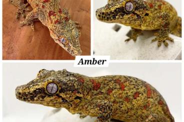 Geckos kaufen und verkaufen Photo: Gargoyle geckos, rhacodactylus auriculatus for sale, poss. Transport 