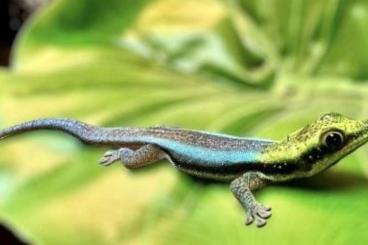 Geckos kaufen und verkaufen Photo: Buy 3 baby Phelsuma klemmeri 