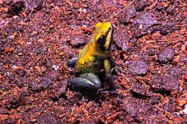 Frösche  kaufen und verkaufen Foto: Hamm 11.03   Phyllobates bicolor 