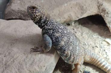 Other Agama kaufen und verkaufen Photo: Uromastyx yemenensis - Yemen uromastyx for Hamm 11.3.2023