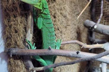 Monitor lizards kaufen und verkaufen Photo: 1 ,1 Varanus prasinus SORONG