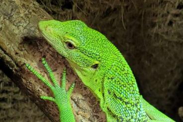 Warane kaufen und verkaufen Foto: 1,1 Varanus prasinus SORONG, eigene Nachzuchten