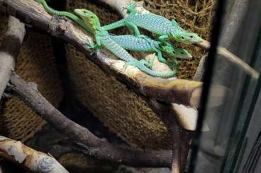 Monitor lizards kaufen und verkaufen Photo: Hamm: Varanus prasinus SORONG, eigene Nachzuchten