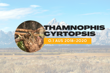 Schlangen kaufen und verkaufen Foto: Thamnophis cyrtopsis – 0.1 aus 2018–2020 Schlangen kaufen und verkaufen Foto: Thamnophis cyrtopsis – 0.1 aus 2018–2020