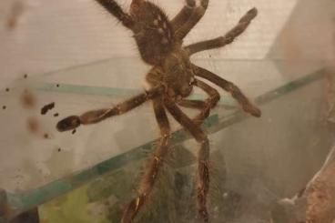 Spinnen und Skorpione kaufen und verkaufen Foto: Poecilotheria lowland 1.0.0