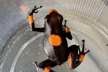 Poison dart frogs kaufen und verkaufen Photo: Verkaufe Oophaga histrionica Bulls Eye