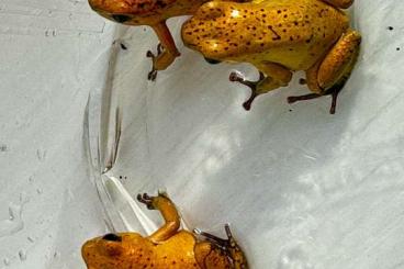 Poison dart frogs kaufen und verkaufen Photo: Biete Oophaga Pumilio El Dorado