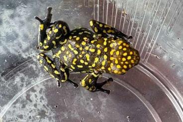 Poison dart frogs kaufen und verkaufen Photo: Oophaga histrionica red hed