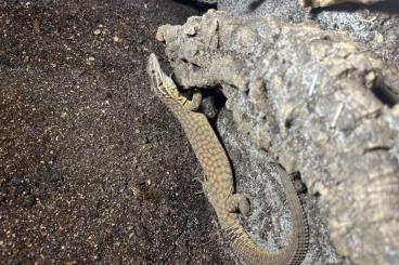 Monitor lizards kaufen und verkaufen Photo: Varanus acanthurus 1.0 / Stachelschwanzwaran