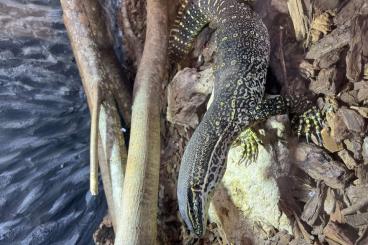 Monitor lizards kaufen und verkaufen Photo: Varanus Panoptes horni 1.0