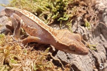 Geckos kaufen und verkaufen Photo: 20 Correlophus ciliatus 2023 offered