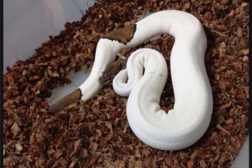 Ball Pythons kaufen und verkaufen Photo: (Sub)Adult breeding group